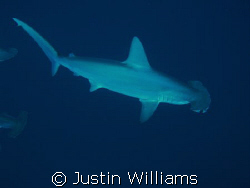 Awesome dive with 13 Hammerheads for 20 minutes, we were ... by Justin Williams 
